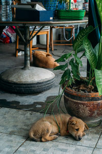 View of a dog sleeping on floor