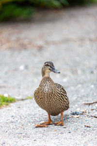 Close-up of a bird on the field