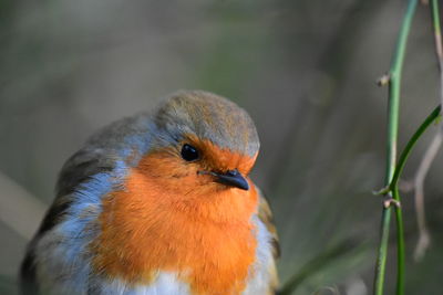 Close-up of bird perching outdoors