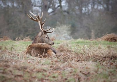 Deer standing on field