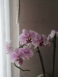 Close-up of pink orchids