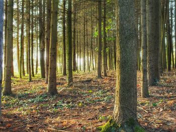 View of trees in forest