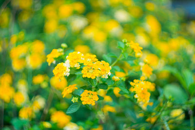 Close-up of yellow flowering plant on field