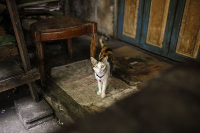 High angle view of cat in pen