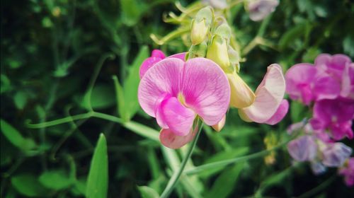 Close-up of pink flowers blooming outdoors