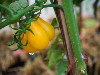 Close-up of fruit growing on plant