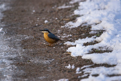 Close-up of bird perching on snow