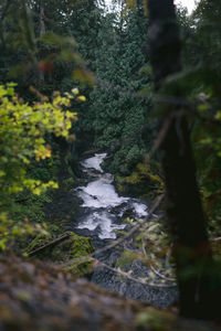 Scenic view of river amidst trees in forest