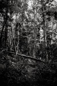 Trees in the forest