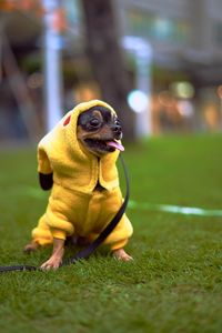 Close-up of dog sitting on grass