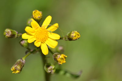 Close-up of insect on yellow flower