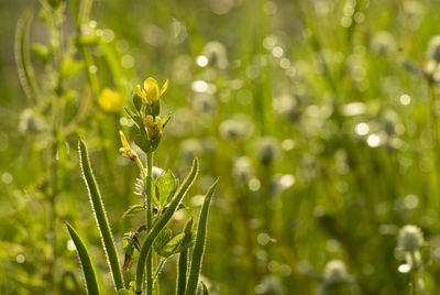 Close-up of flowering plant on field