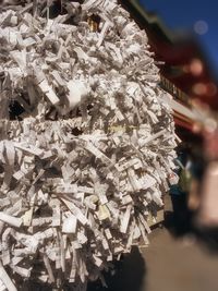 Close-up of flowers on tree