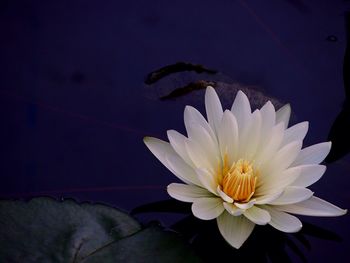 Close-up of flower blooming outdoors