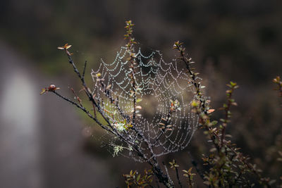 Close-up of spider web on plant