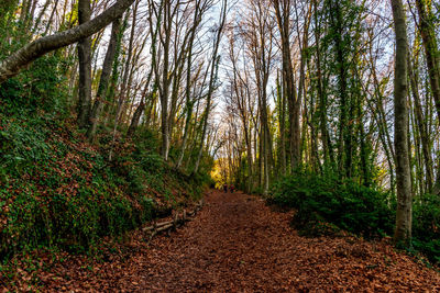 Dirt road amidst trees in forest
