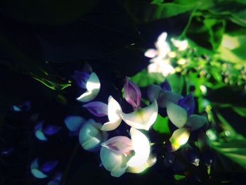 Close-up of purple flowers in bloom