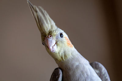 Close-up of a bird