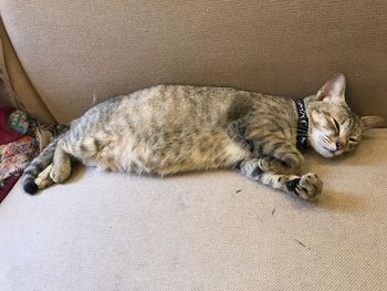 High angle view of cat sleeping