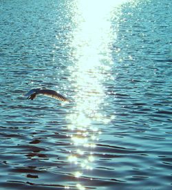 Swan swimming in lake