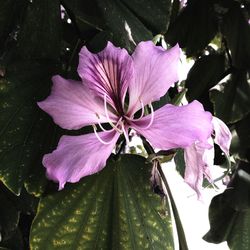 Close-up of wet pink flower