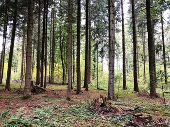 Trees growing in forest