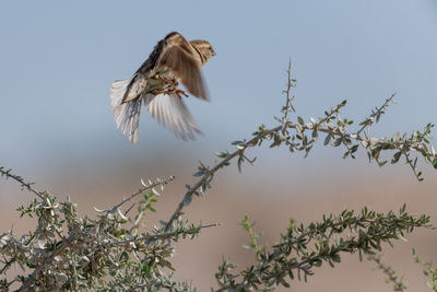 Low angle view of bird flying