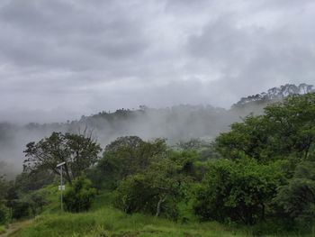 Trees on field against sky