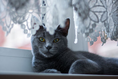 Close-up of cat looking through window