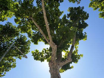 Low angle view of tree against clear sky