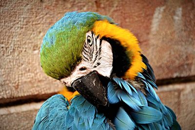 Close-up of gold and blue macaw against wall