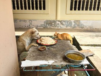 View of a dog eating food