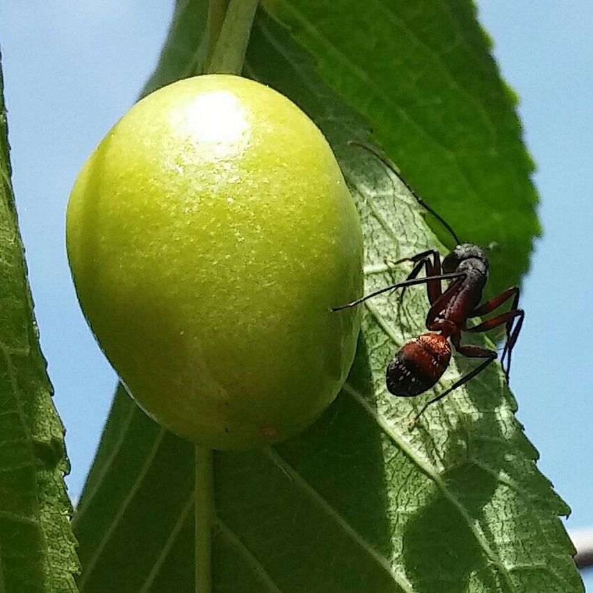 CLOSE-UP OF FRUIT ON TREE