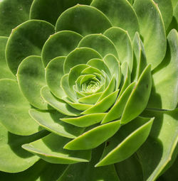 Close-up of succulent plant