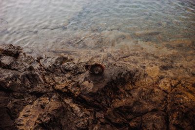 High angle view of crab on rock