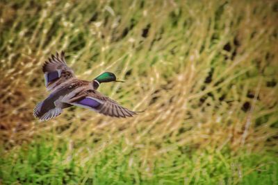 High angle view of mallard duck flying over field
