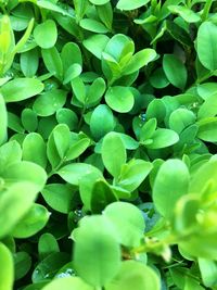 Full frame shot of plants