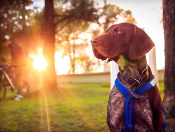 Dog looking away