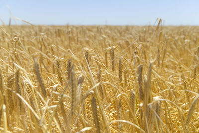 Close-up of wheat field against clear sky