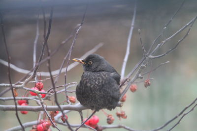 Close-up of bird perching on branch