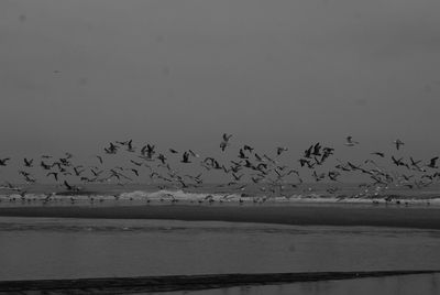 View of birds in water