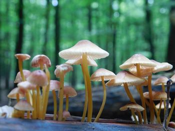 Close-up of mushrooms growing in forest