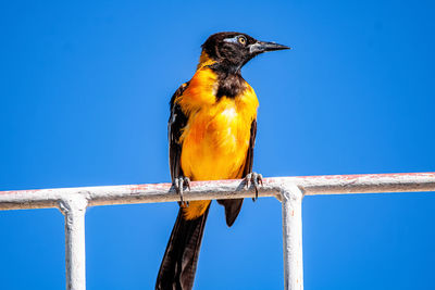 Low angle view of bird perching against blue sky