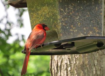 Close-up of bird perching on wooden wall