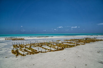 Seaweed plantation