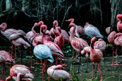 View of birds in lake