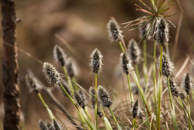 A beautiful cotton grass in a swamp in early spring