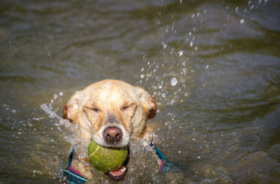 High angle view of golden retriever in lake