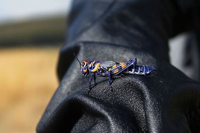 Close-up of blue grasshopper on leather