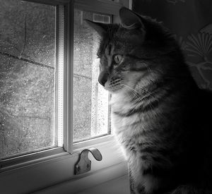 Cat looking through window at home